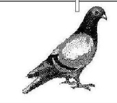 image of pigeon