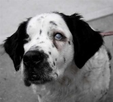 image of english_setter