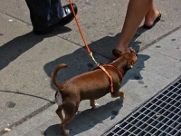 image of chihuahua