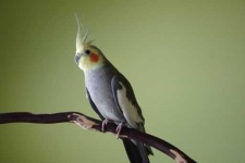 image of cockatiel
