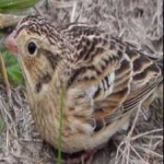 image of bird