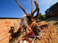 image of reindeer #23
