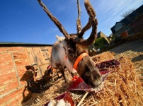 image of animal