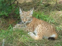image of lynx