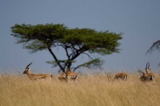image of gazelle #6
