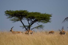 image of gazelle