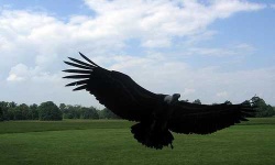 image of vulture