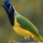 image of bird