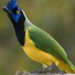 image of green_jay #26