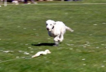 image of bedlington_terrier