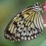 image of animal