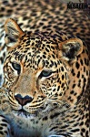 image of jaguar_car