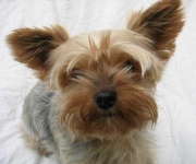 image of yorkshire_terrier #19
