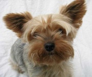 image of yorkshire_terrier
