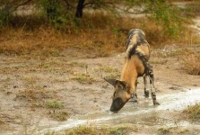 image of african_hunting_dog