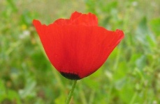 image of flower