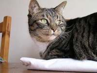 image of tabby
