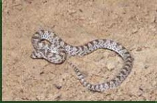 image of horned_viper