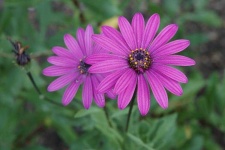 image of flower