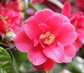 image of flower