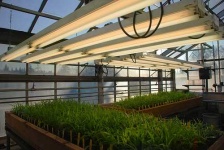 image of greenhouse