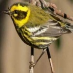 image of bird