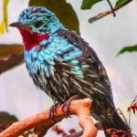 image of bird