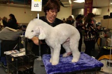 image of bedlington_terrier