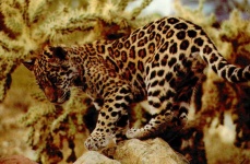 image of jaguar_car