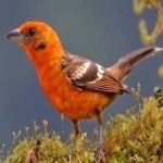 image of bird