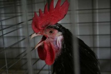 image of cock