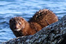 image of mink