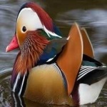image of bird
