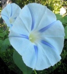 image of flower