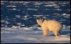 image of ice_bear