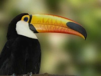 image of toucan