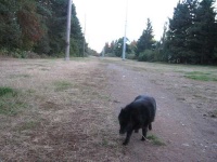 image of schipperke