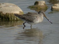 image of dowitcher