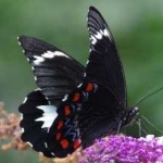 image of animal