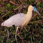 image of bird