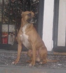 image of american_staffordshire_terrier