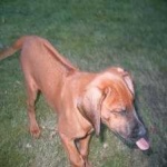 image of animal