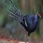 image of bird