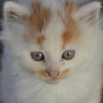 image of animal