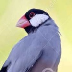 image of bird