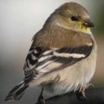 image of bird