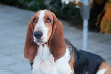 image of basset_hound #31