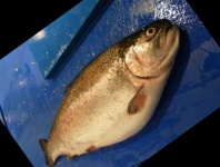 image of trout #16