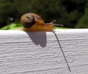 image of snail