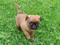 image of brabancon_griffon